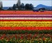 1) Tulipány v Holansku. 2xk. 25.4..jpg