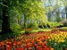 Tulipány v Holansku. a) 2xk. 25.4..jpg